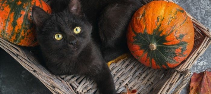 A black cat sitting in a brown basket full of green and orange gourds.
