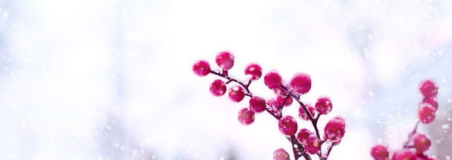 Red berries against a white snowy background.