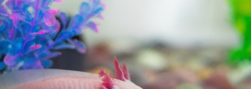 A pink axolotl in a fish tank with blue and green plants behind it.