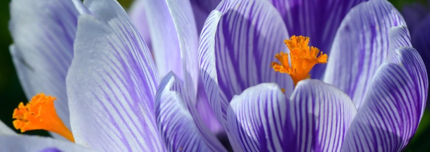 A trio of variegated purple flowers that are cup shaped with yellow stamens