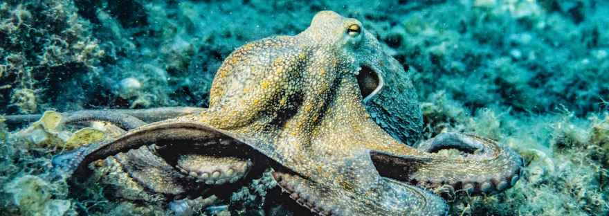 A tan colored octopus with its tentacles out on a blue coral ocean floor